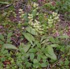 Platanthera obtusata: clump