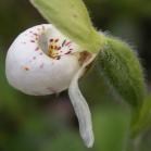 Sparrow-egg ladyslipper=Cypripedium passerinum: highly speckled flower closer