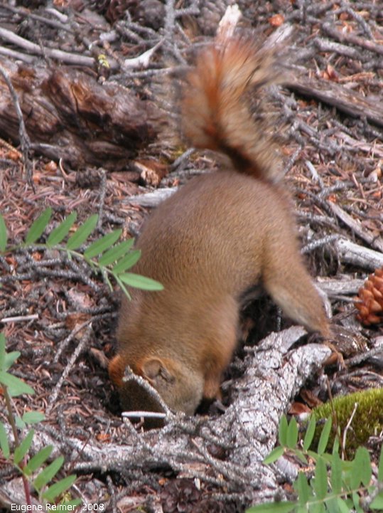 IMG 2008-Jul09 at PineLakeCampground SE of HainesJunction-YT:  Red squirrel (Tamiasciurus hudsonicus) digging