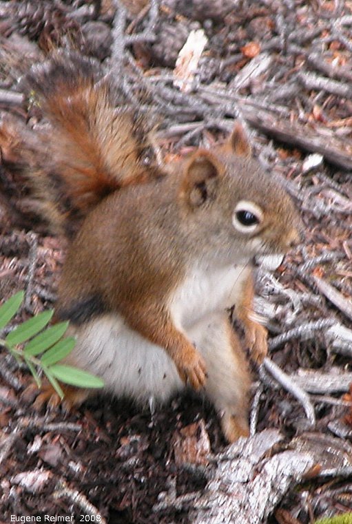 IMG 2008-Jul09 at PineLakeCampground SE of HainesJunction-YT:  Red squirrel (Tamiasciurus hudsonicus)
