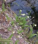 Sparrow-egg ladyslipper=Cypripedium passerinum: clump on slope beside lake