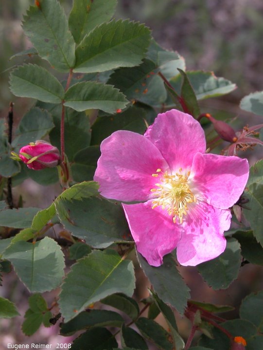 IMG 2008-Jul09 at PineLakeCampground SE of HainesJunction-YT:&nbsp; Prickly rose (Rosa acicularis)