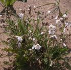 Showy jacobs-ladder=Polemonium pulcherrimum: white form clump