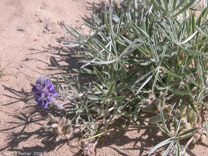 IMG 2008-Jul10 at the Carcross Desert near Carcross-YT:&nbsp; Yukon lupin (Lupinus kuschei) plant