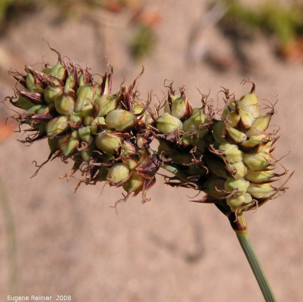 IMG 2008-Jul10 at the Carcross Desert near Carcross-YT:  Baikal sedge (Carex sabulosa ssp leiophylla) fruit