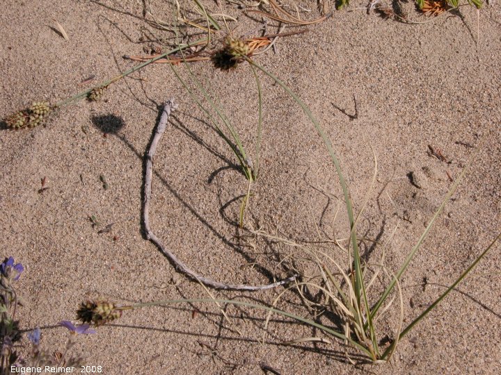 IMG 2008-Jul10 at the Carcross Desert near Carcross-YT:  Baikal sedge (Carex sabulosa ssp leiophylla) plant