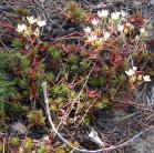 Three-toothed saxifrage: clump