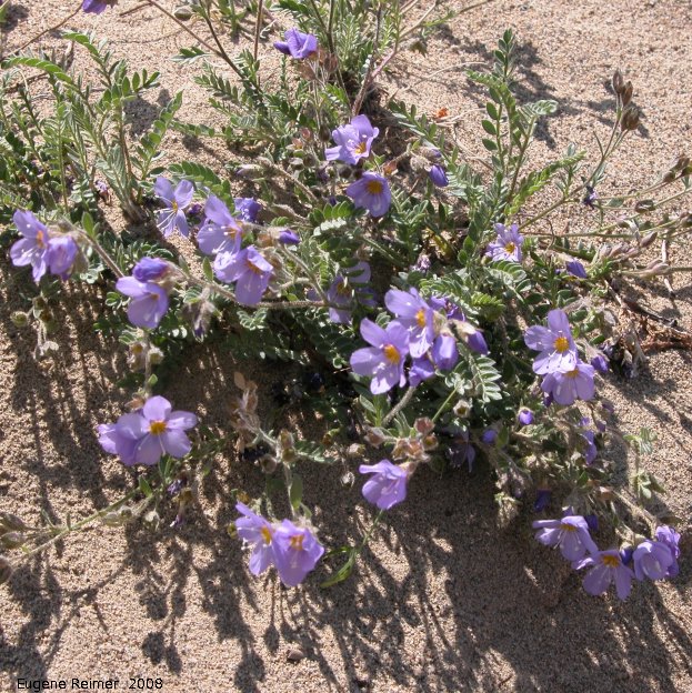 IMG 2008-Jul10 at the Carcross Desert near Carcross-YT:  Showy jacobs-ladder (Polemonium pulcherrimum) clump