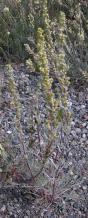Pacific wormwood=Artemisia campestris: plant