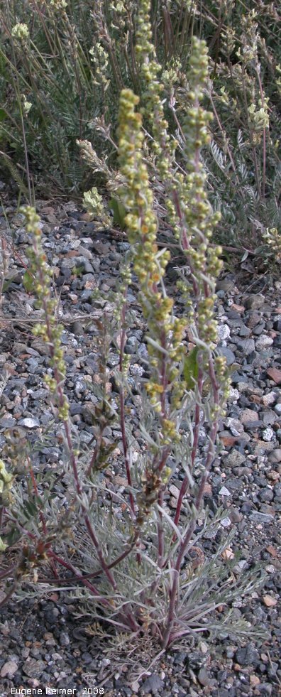 IMG 2008-Jul10 at the Carcross Desert near Carcross-YT:&nbsp; Pacific wormwood (Artemisia campestris) plant