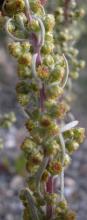 Pacific wormwood=Artemisia campestris: buds