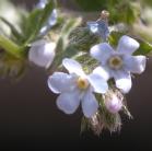 Forget-me-not=Myosotis scorpoides: flowers