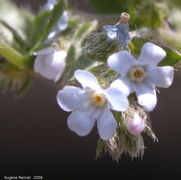 IMG 2008-Jul10 at the Carcross Desert near Carcross-YT:&nbsp; Forget-me-not (Myosotis scorpoides) flowers