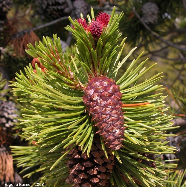 IMG 2008-Jul10 at the Carcross Desert near Carcross-YT:  Lodgepole pine (Pinus contorta var latifolia)
