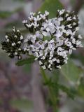 Common yarrow=Achillea millefolium: dark form? flowers