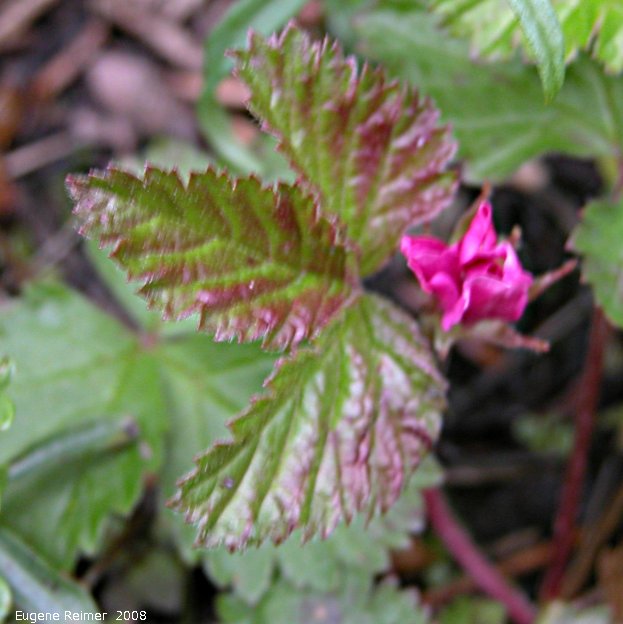 IMG 2008-Jul10 at RancheriaFalls-YT:&nbsp; Stemless arctic raspberry (Rubus arcticus ssp acaulis) bad