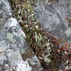 lichens: bad
