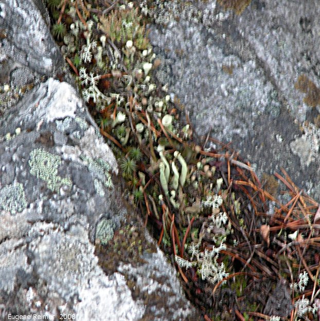 IMG 2008-Jul10 at RancheriaFalls-YT:  Cup-lichen (Cladonia sp) many bad