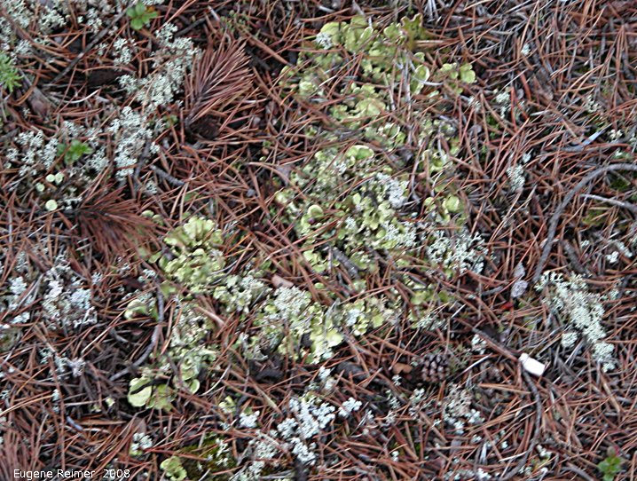 IMG 2008-Jul10 at RancheriaFalls-YT:  Leaf-lichen (Peltigera sp) bad