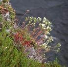 Three-toothed saxifrage: clump on steep slope