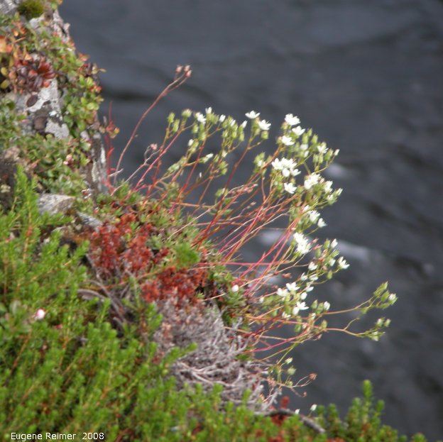 IMG 2008-Jul10 at RancheriaFalls-YT:&nbsp; Three-toothed saxifrage (Saxifraga tricuspidata) clump on steep slope