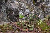 wildflowers: and lichens with rock background