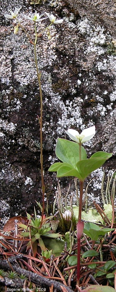 IMG 2008-Jul10 at RancheriaFalls-YT:&nbsp; Three-toothed saxifrage (Saxifraga tricuspidata) and Bunchberry dogwood (Cornus canadensis) unusually tall