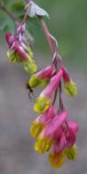 Pink corydalis: flowers+spider