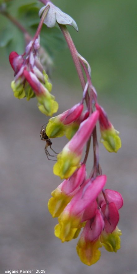 IMG 2008-Jul10 at RancheriaFalls-YT:  Pink corydalis (Corydalis sempervirens) flowers and Spider (Araneae sp)