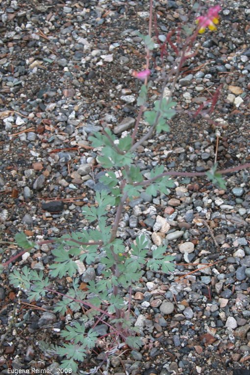 IMG 2008-Jul10 at RancheriaFalls-YT:  Pink corydalis (Corydalis sempervirens) plant