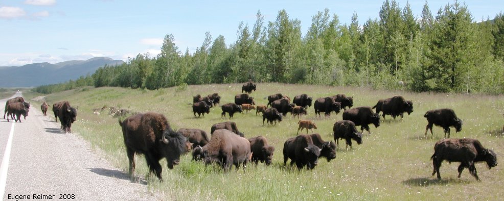 IMG 2008-Jul11 at Alaska-Hwy approx 100km SE of Watson-Lake-YT:&nbsp; Wood bison (Bison bison athabascae) many