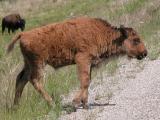 Wood bison: calf