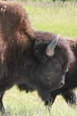 Wood bison: bull