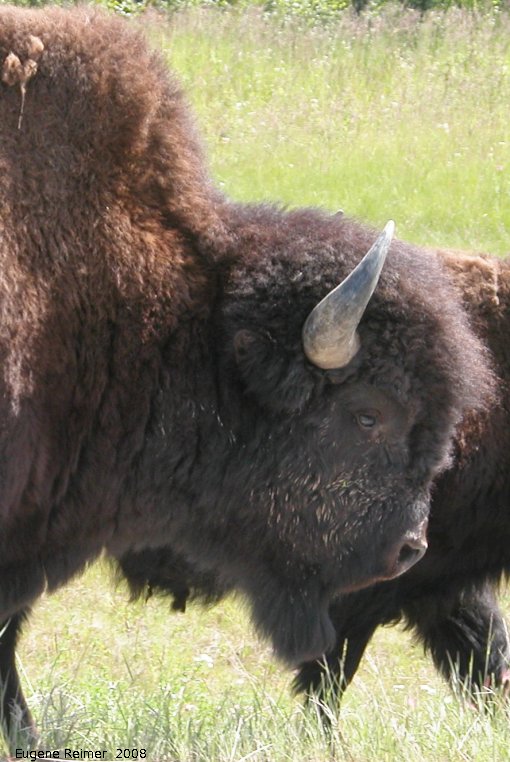 IMG 2008-Jul11 at Alaska-Hwy approx 100km SE of Watson-Lake-YT:&nbsp; Wood bison (Bison bison athabascae) bull