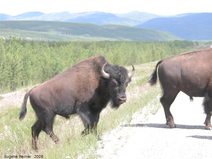 IMG 2008-Jul11 at Alaska-Hwy approx 100km SE of Watson-Lake-YT:  Wood bison (Bison bison athabascae) bulls crossing road
