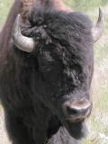 Wood bison: bull closeup