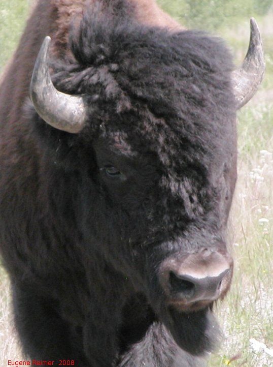 IMG 2008-Jul11 at Alaska-Hwy approx 100km SE of Watson-Lake-YT:  Wood bison (Bison bison athabascae) bull closeup