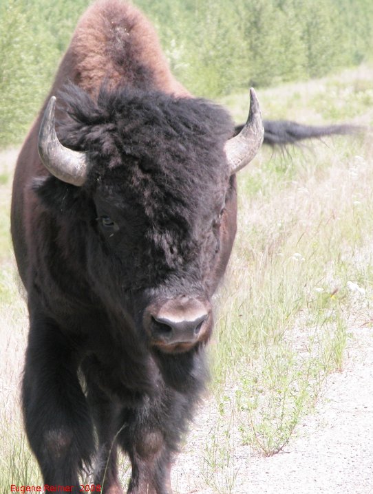 IMG 2008-Jul11 at Alaska-Hwy approx 100km SE of Watson-Lake-YT:  Wood bison (Bison bison athabascae) bull closeup