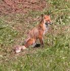 Red fox: