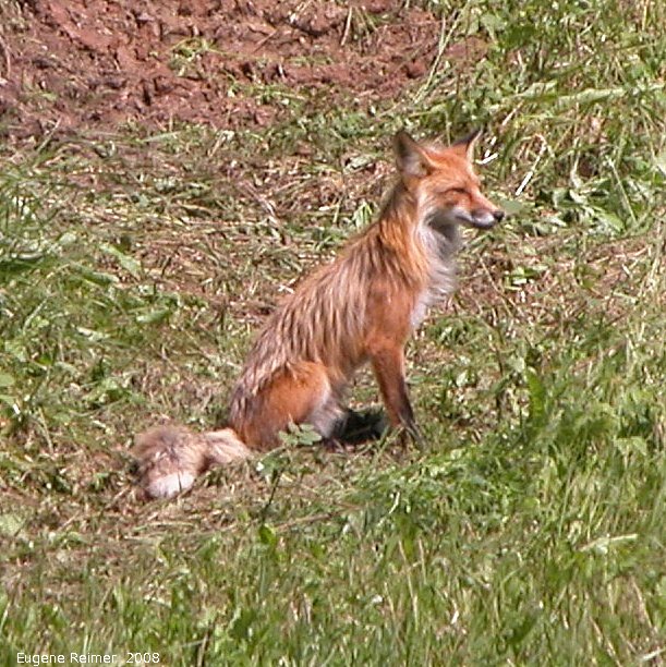 IMG 2008-Jul11 at Alaska-Hwy approx 100km SE of Watson-Lake-YT:  Red fox (Vulpes vulpes)