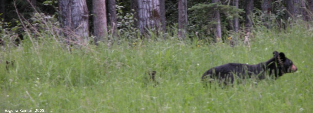 IMG 2008-Jul11 at Alaska-Hwy near Liard-River:&nbsp; Black bear (Ursus americanus) mother and two cubs