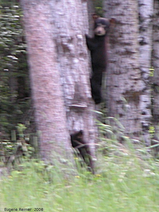 IMG 2008-Jul11 at Alaska-Hwy near Liard-River:&nbsp; Black bear (Ursus americanus) two cubs climbing