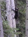 Black bear: cub descending