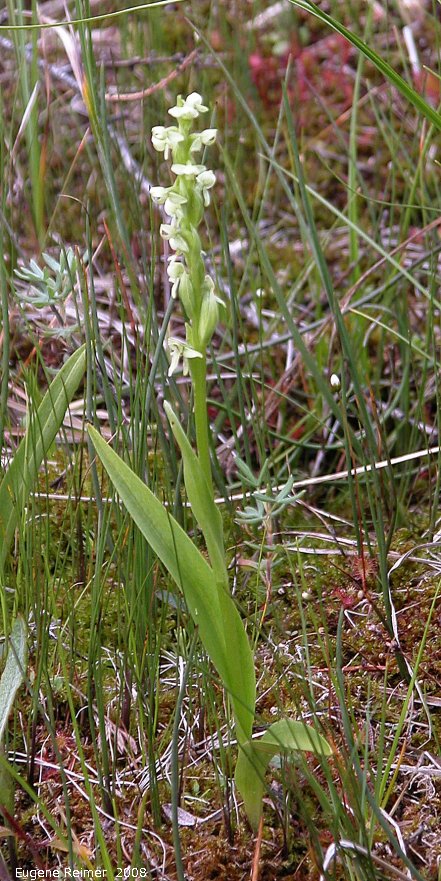 IMG 2008-Jul11 at Liard Hotsprings-BC:  White bog-orchid (Platanthera dilatata var dilatata)