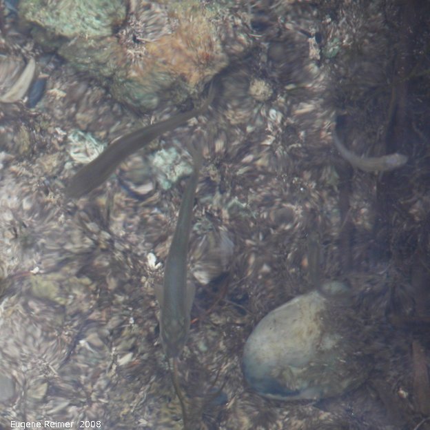 IMG 2008-Jul11 at Liard Hotsprings-BC:&nbsp; Lake chub (Couesius plumbeus) adapted to hot-water