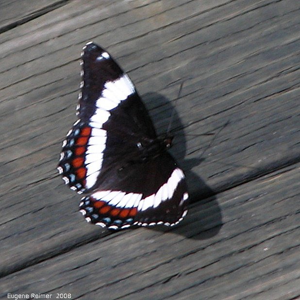 IMG 2008-Jul11 at Liard Hotsprings-BC:  White admiral butterfly (Limenitis arthemis)