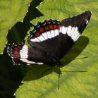White admiral butterfly: on CowParsnip