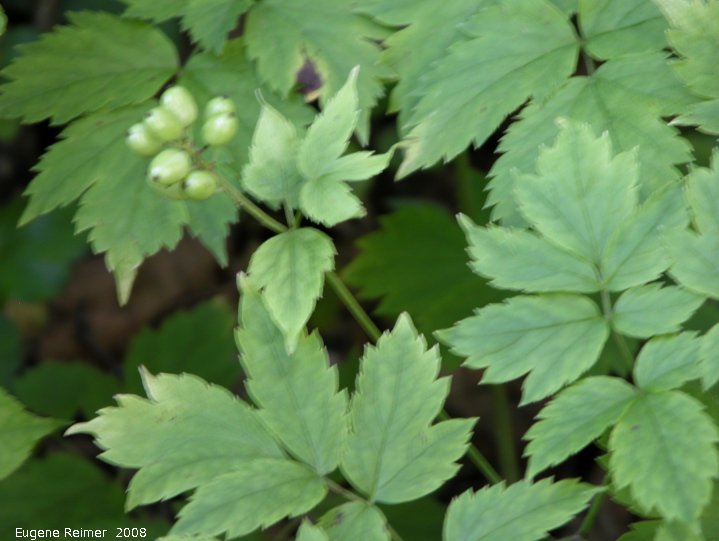 IMG 2008-Jul11 at Liard Hotsprings-BC:&nbsp; Baneberry (Actaea rubra) with unripe fruit