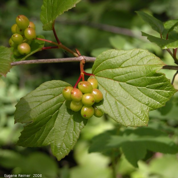 IMG 2008-Jul11 at Liard Hotsprings-BC:&nbsp; Low Bush Cranberry(Viburnum edule) with unripe fruit