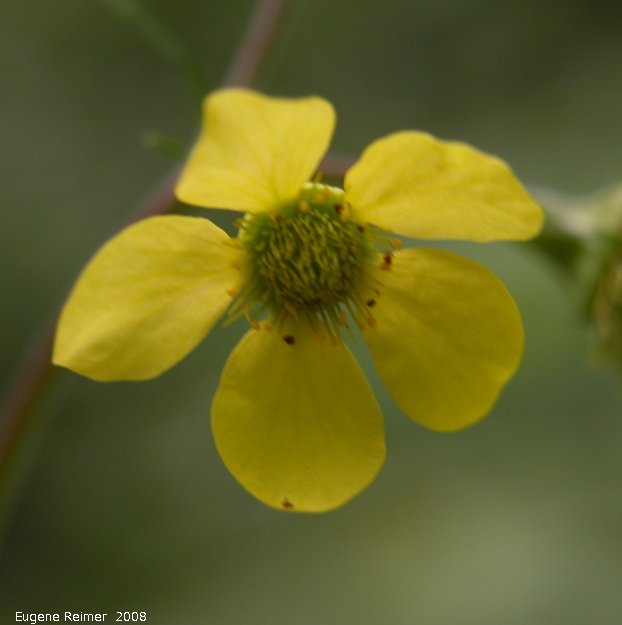 IMG 2008-Jul11 at Liard Hotsprings-BC:&nbsp; Yellow avens (Geum aleppicum)? flower